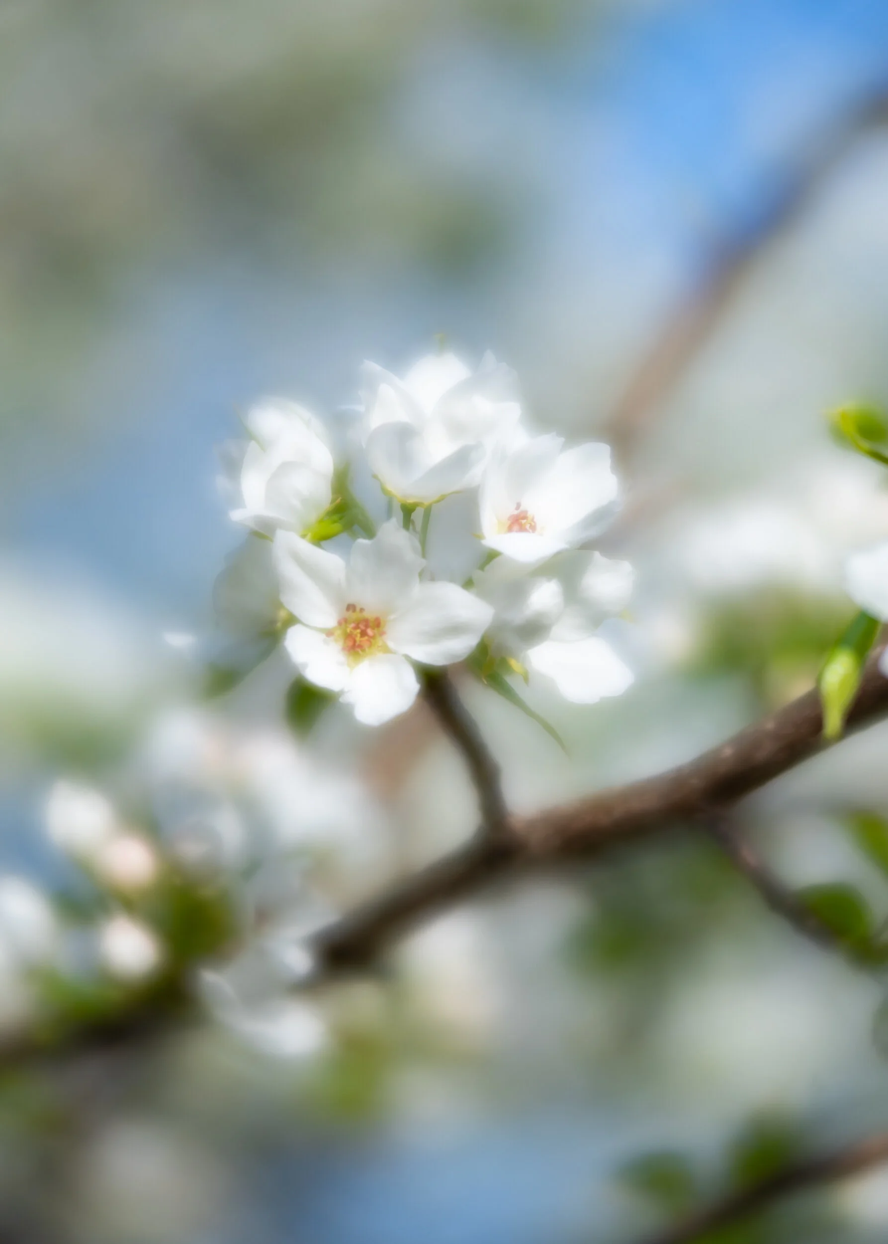 Arboretum_2018May6_2-0252.jpg