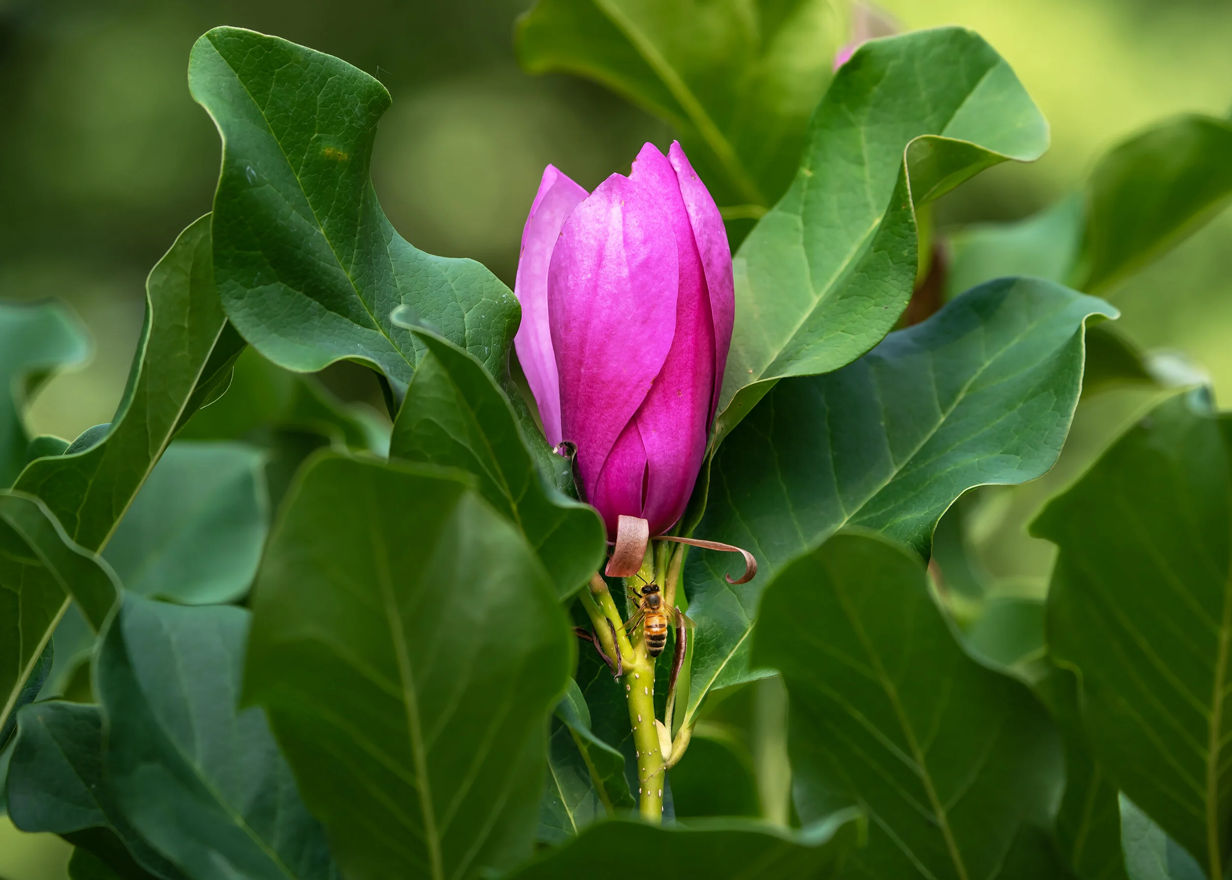 Arboretum_2019July31_1-4187.jpg