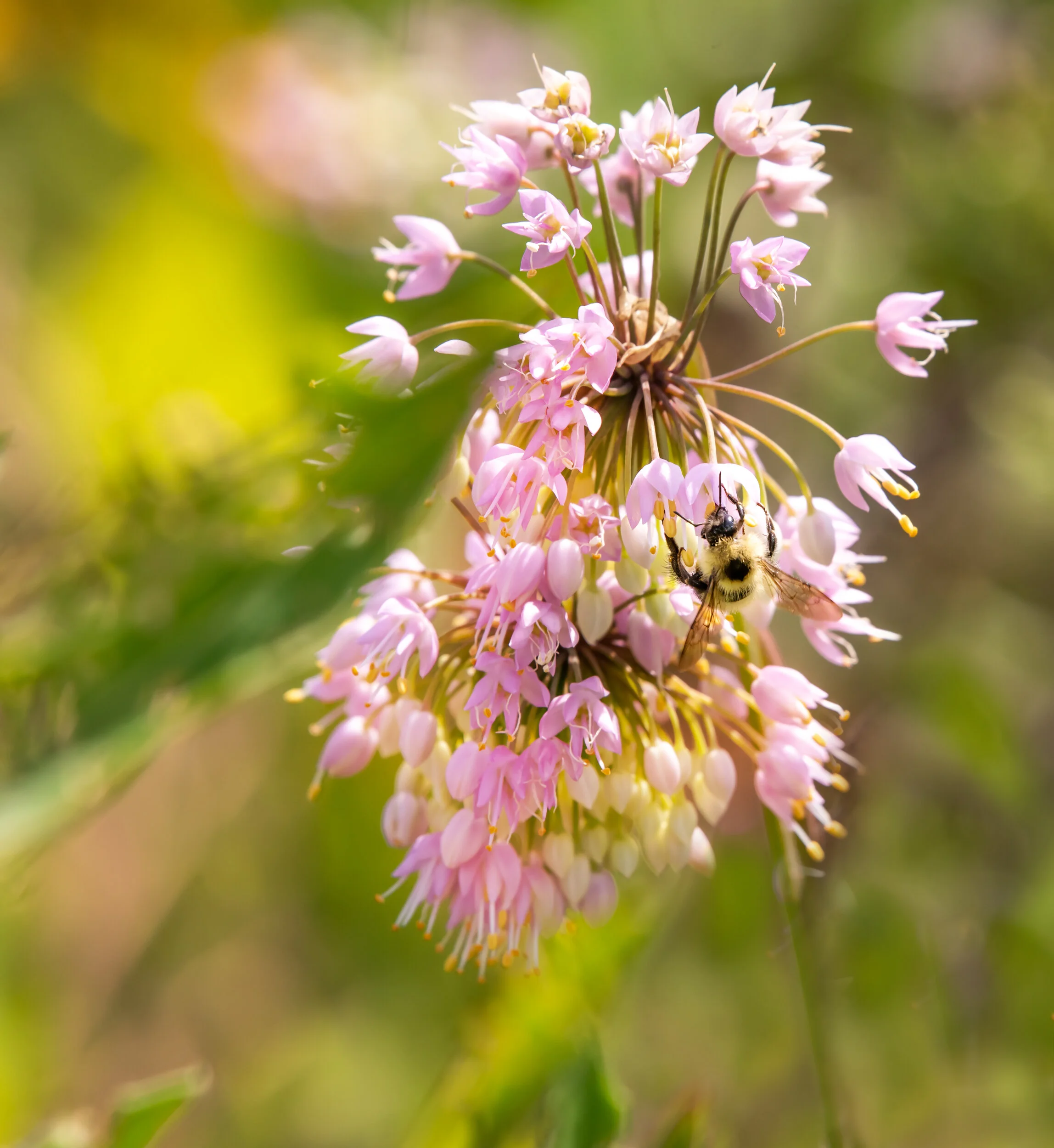 Arboretum_2019July31_2-4838-Edit.jpg