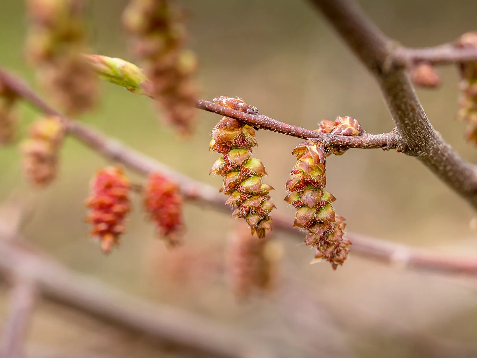 Arboretum_2019May2_1-4420.jpg