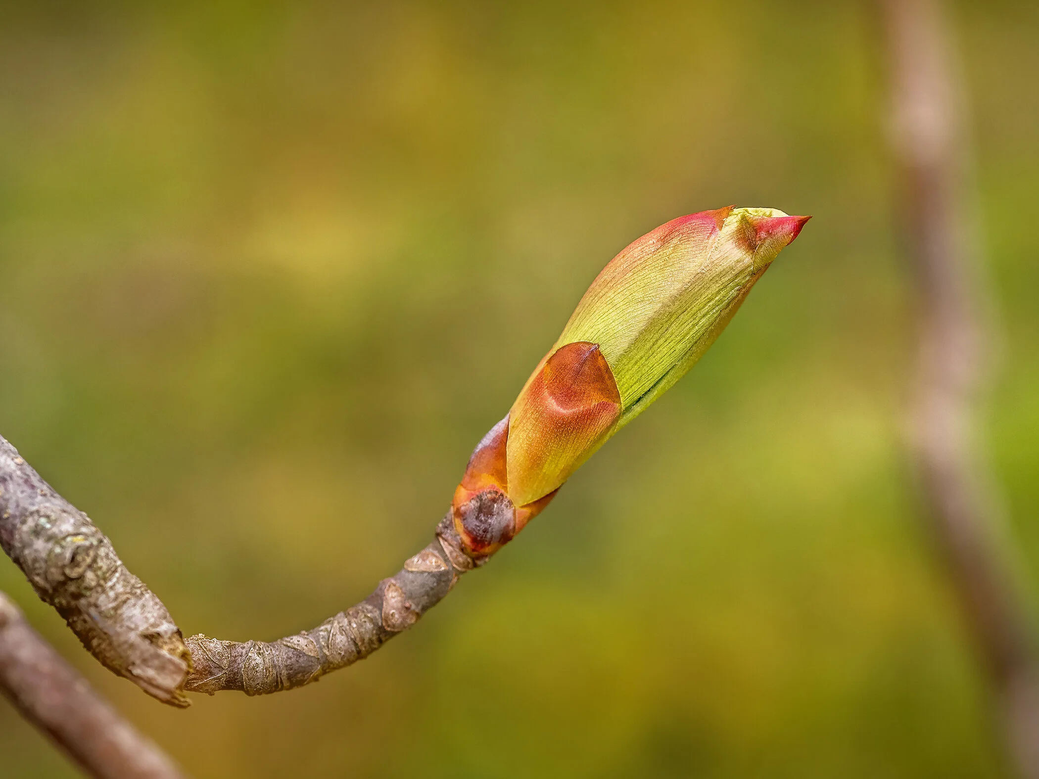 Arboretum_2019May2_1-4343_bokeh.jpg
