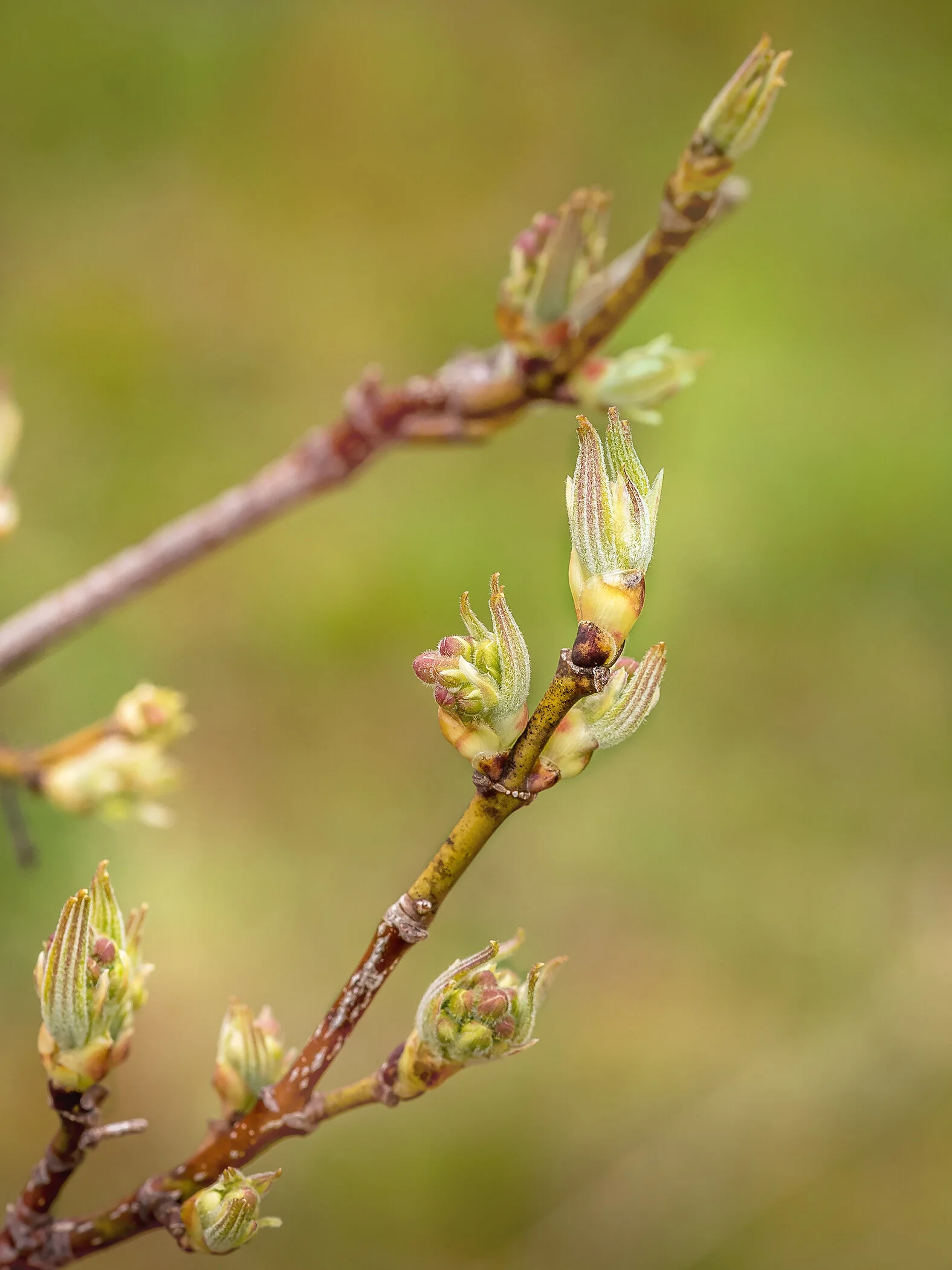 Arboretum_2019May2_1-4390.jpg