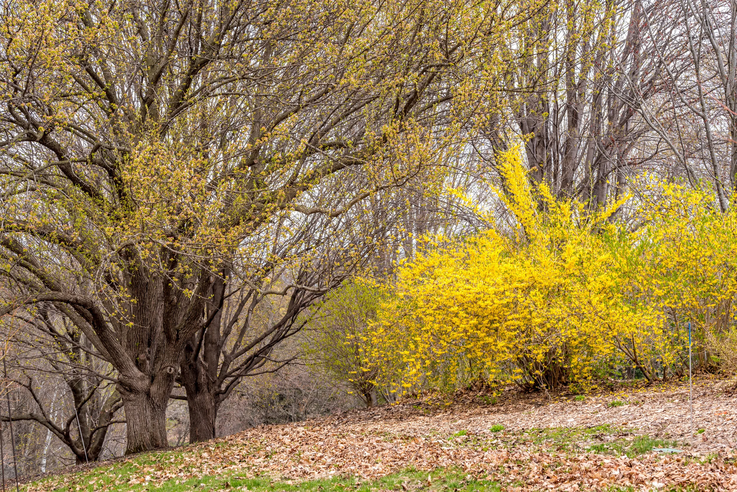 Arboretum_2019May2_1-4705.jpg