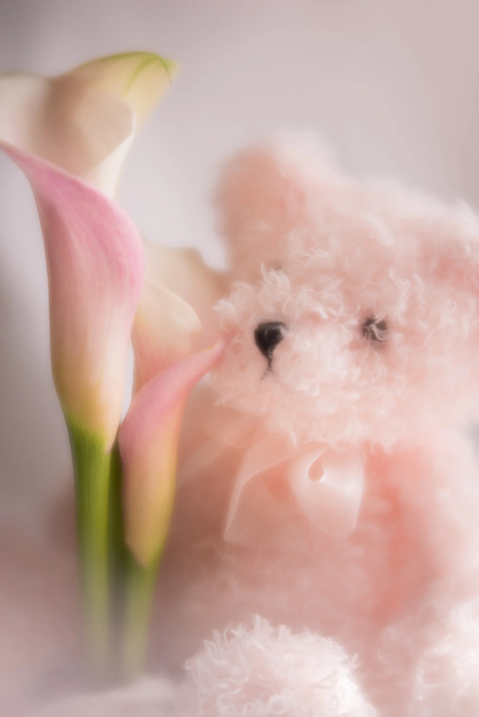 Pinkcallateddybear_2019March18-1287.jpg