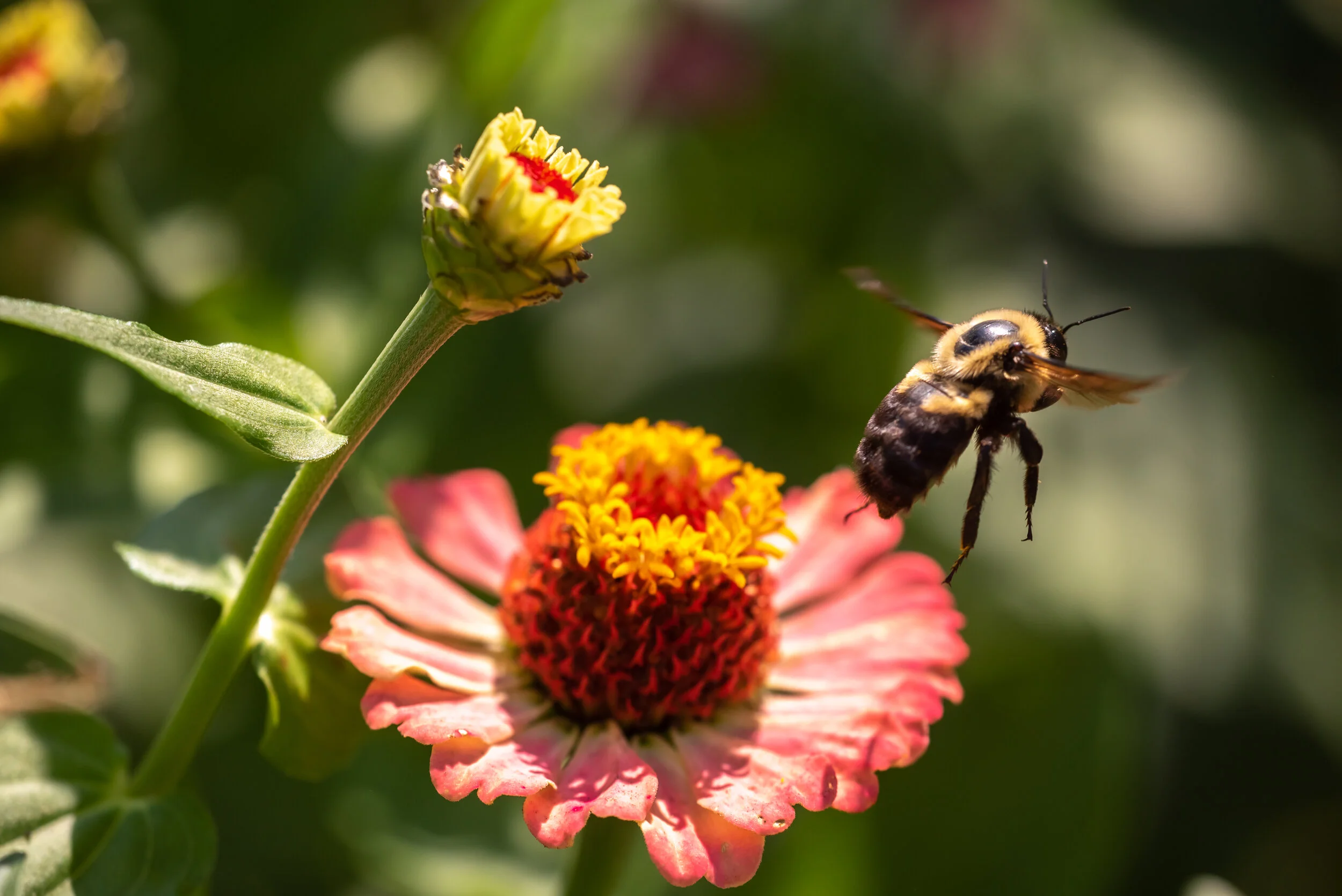 Arboretum_2018Aug22-9742.jpg