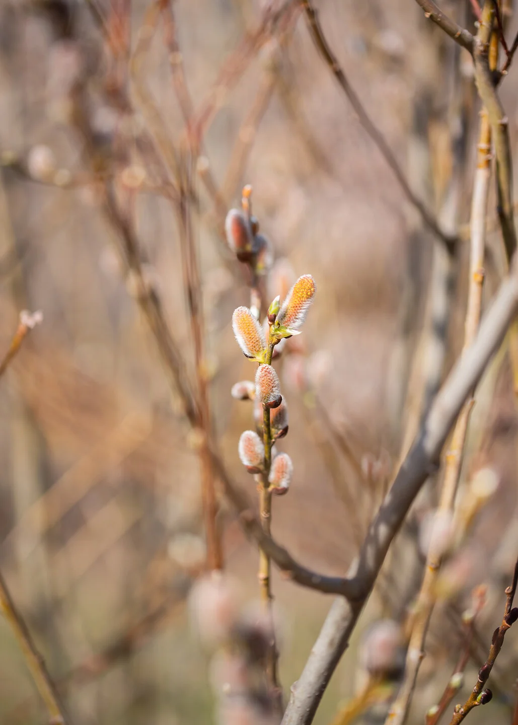 Arboretum_2018April29-8641-Edit.jpg