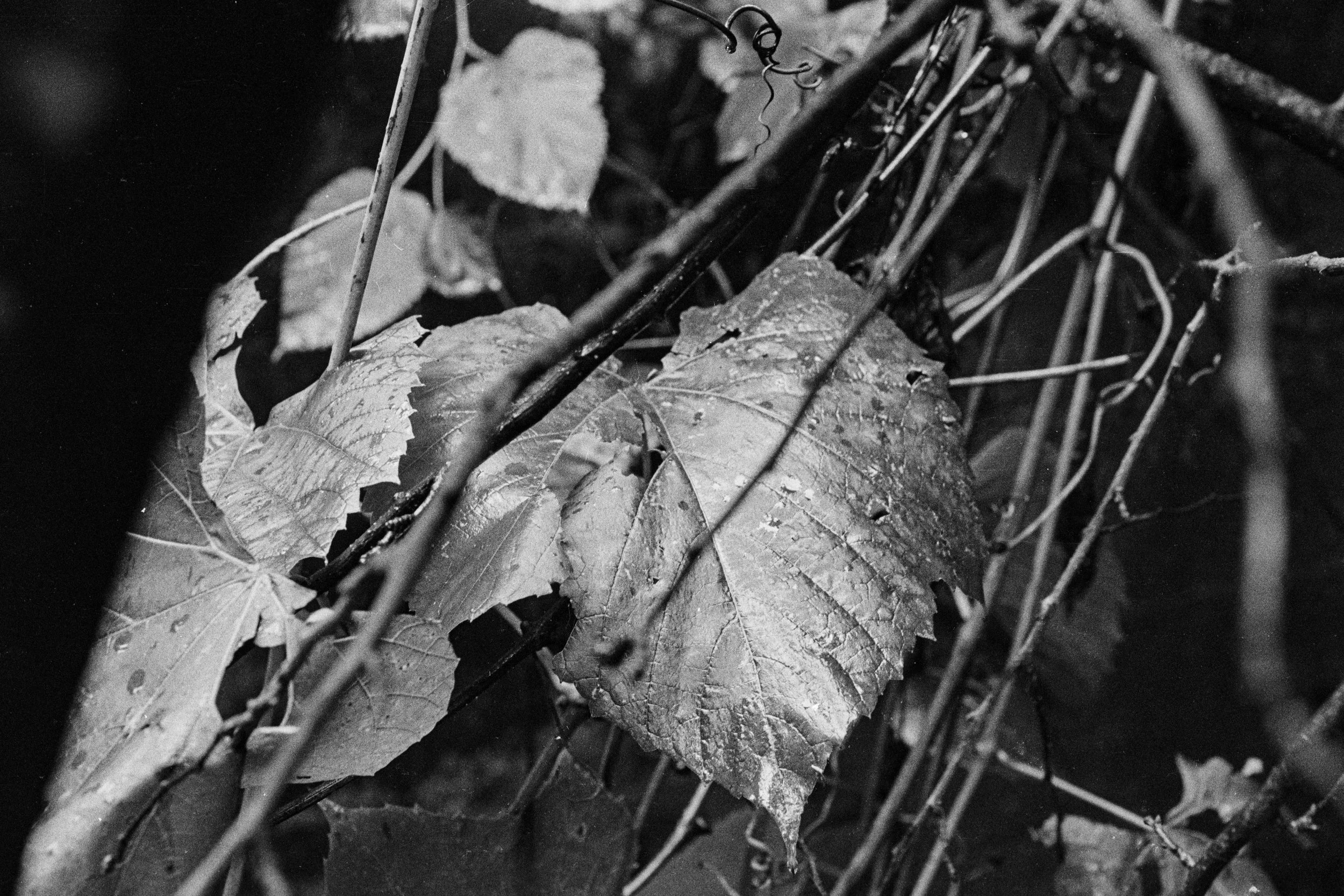 In the Shadow of a Doubt-18.JPG