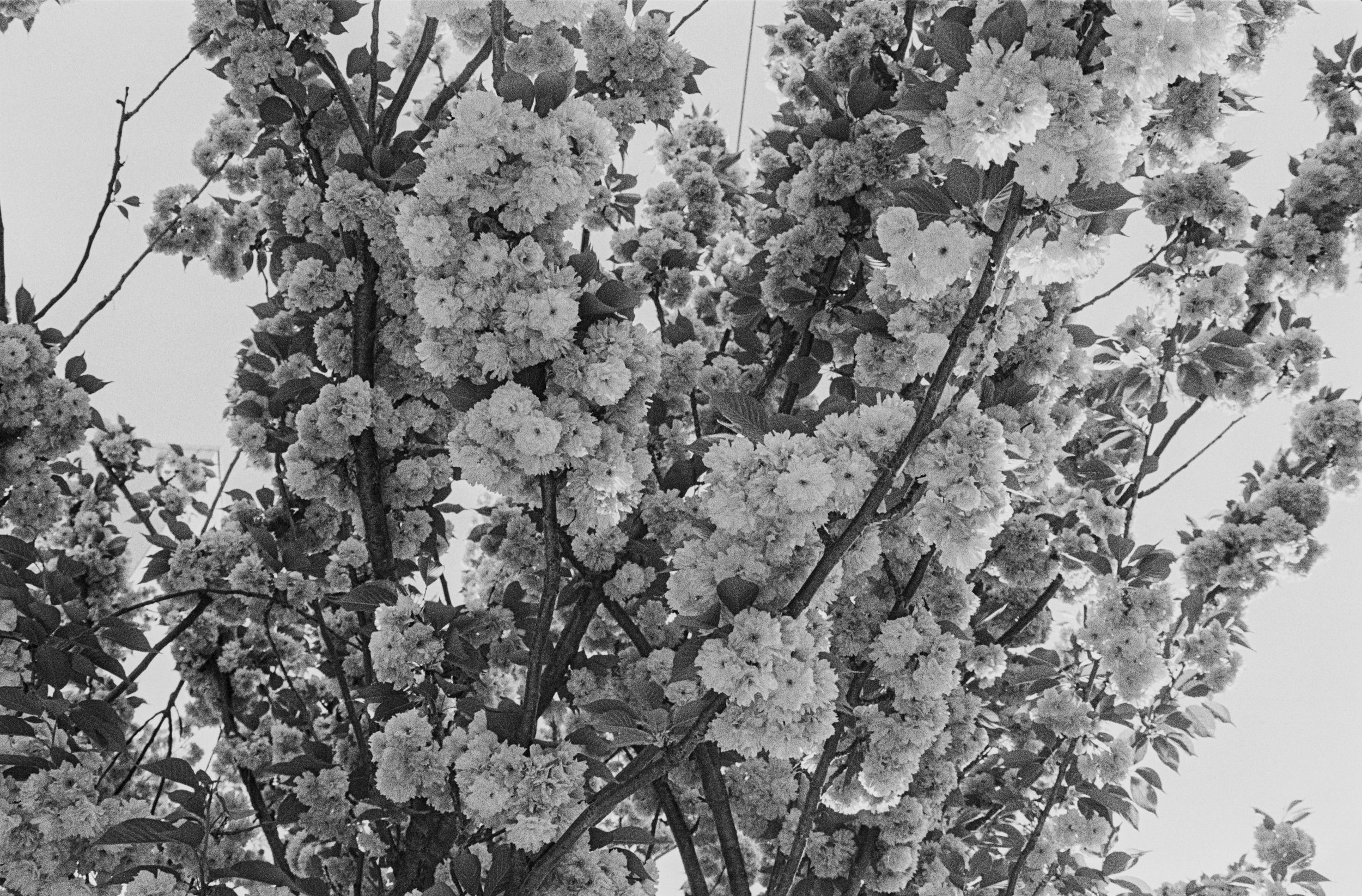 In the Shadow of a Doubt-21.JPG