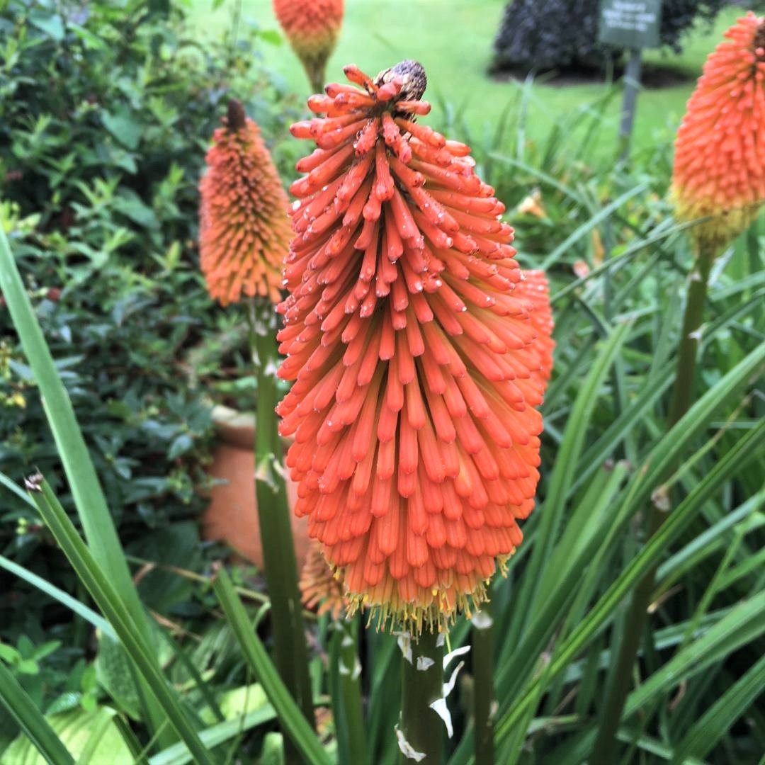 Unusual flower in the garden