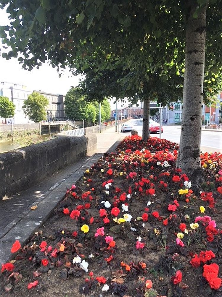 Pretty flowered walkway in Limerick