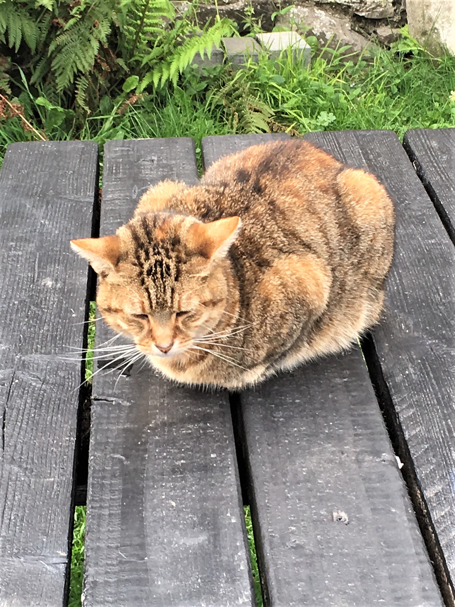 Fat cat on the picnic table in Tara, Ireland