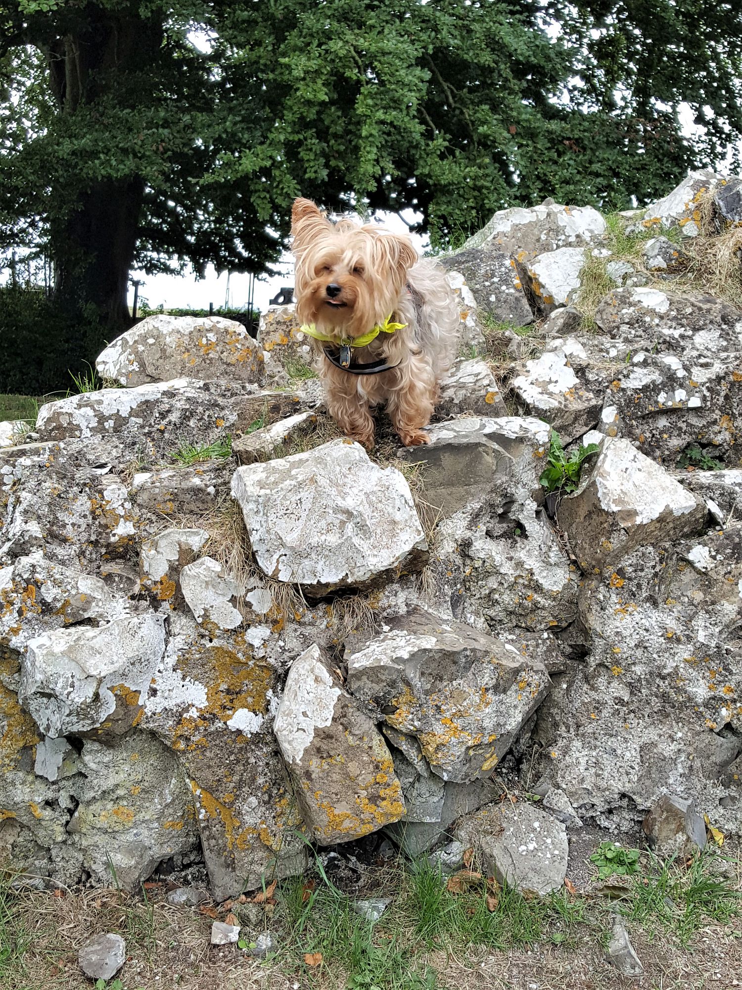 Little dog climbing rocks in Tara, Ireland