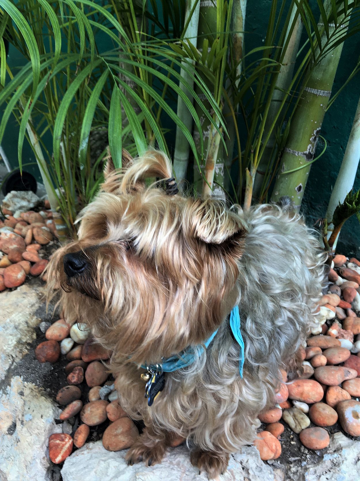 Little dog in rocks in the garden in Merida rental