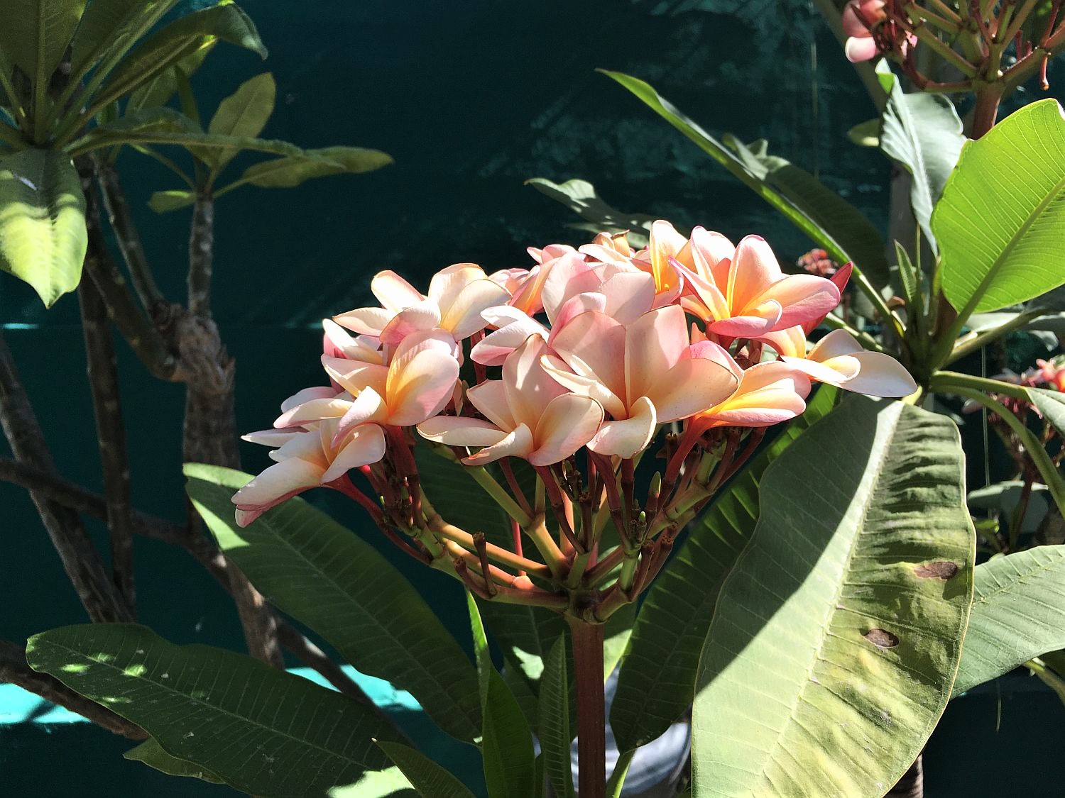 Pink tropical flower in garden in Merida rental