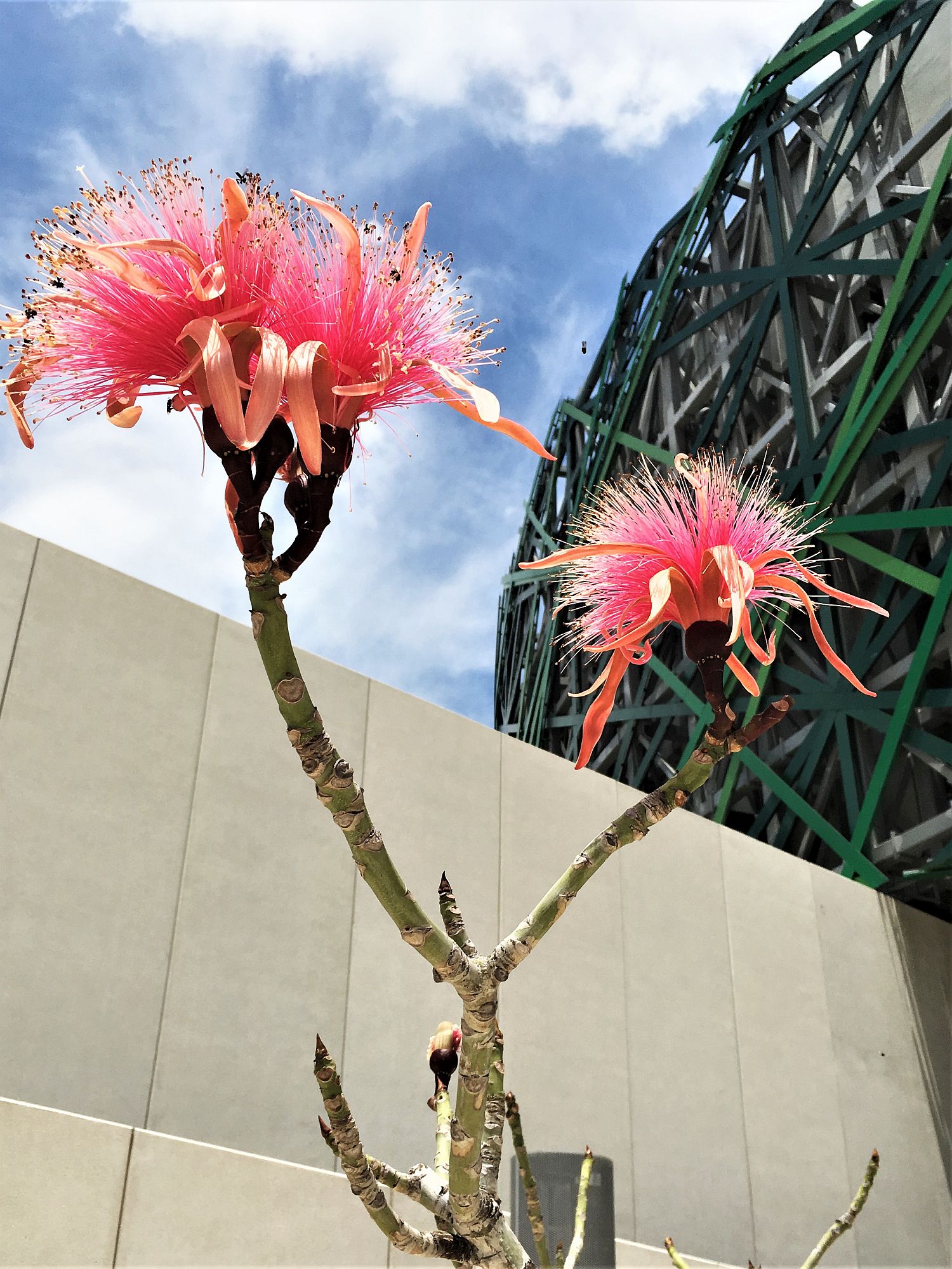 Pink flower outside museum in Merida