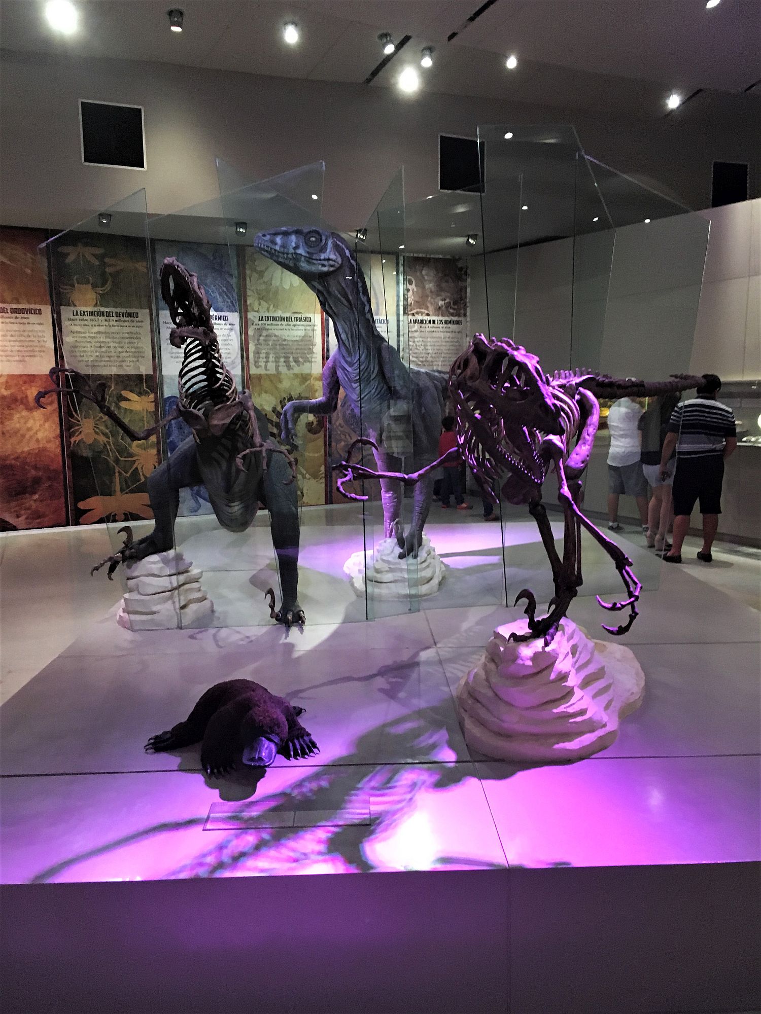 Dinosaur exhibit at museum in Merida