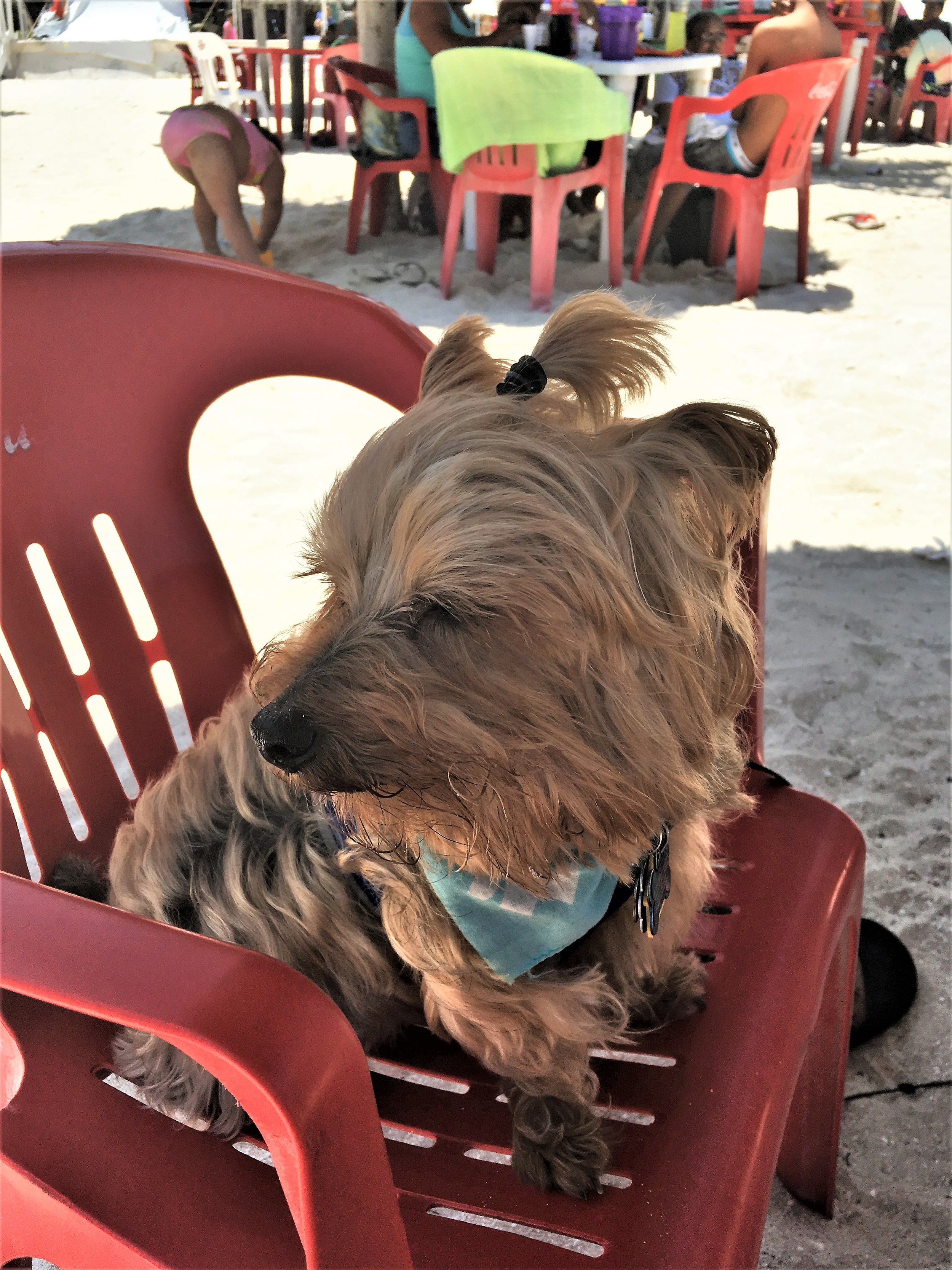 Little dog in beach chair in Progreso