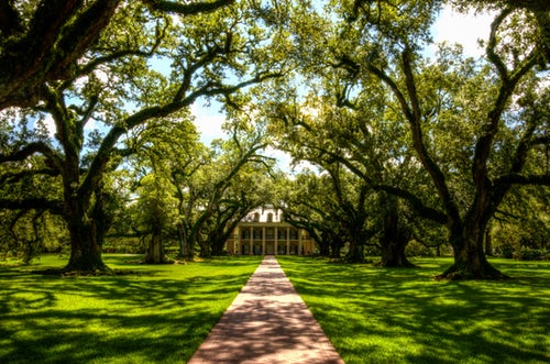 Driveway to a plantation home in the south