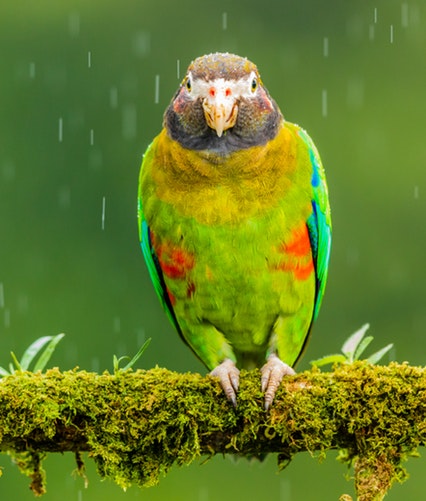 A colorful bird in Costa Rica