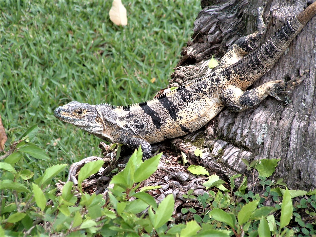 A giant lizard on tree in Costa Rica