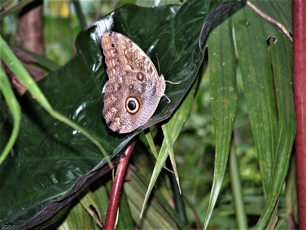 Butterfly on leaf in rainforest in Costa Rica