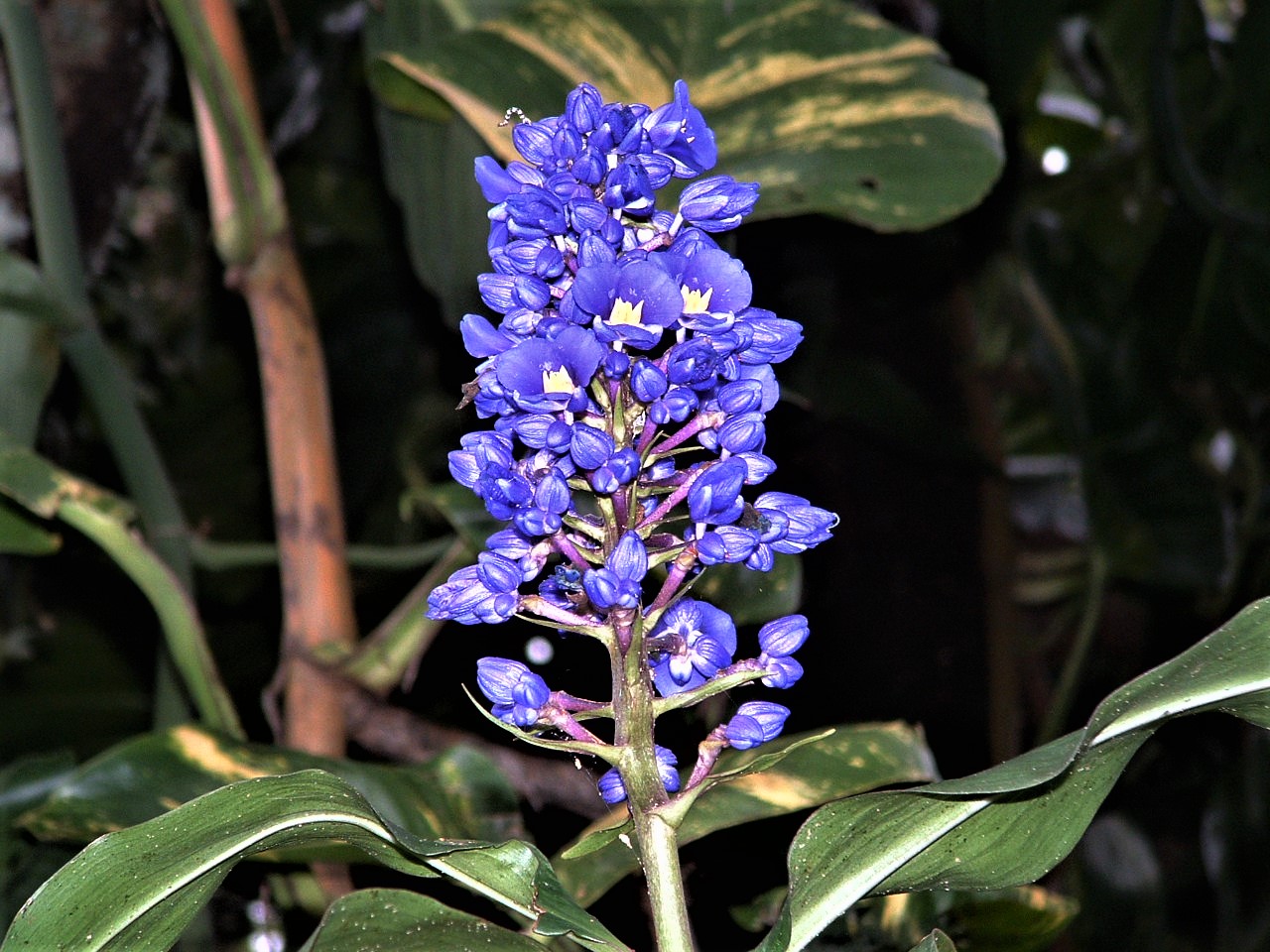 An exotic flower in rain forest of Costa Rica