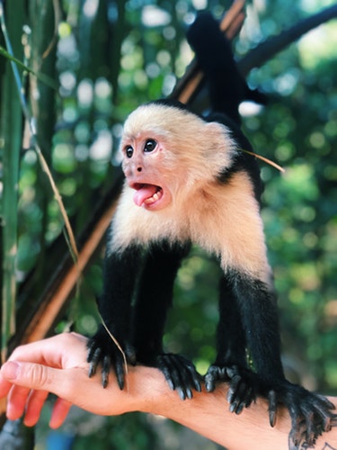 A monkey in the tree in Costa Rica