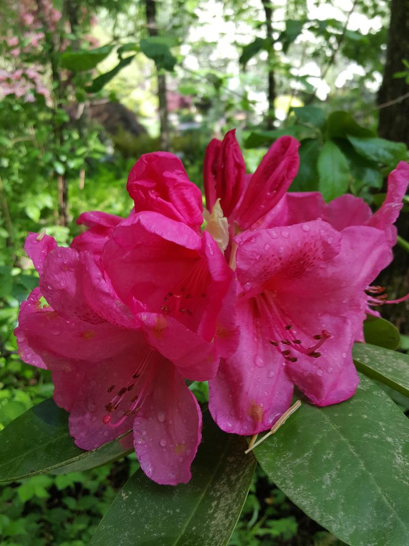 Pink blooms at Gibbs Gardens