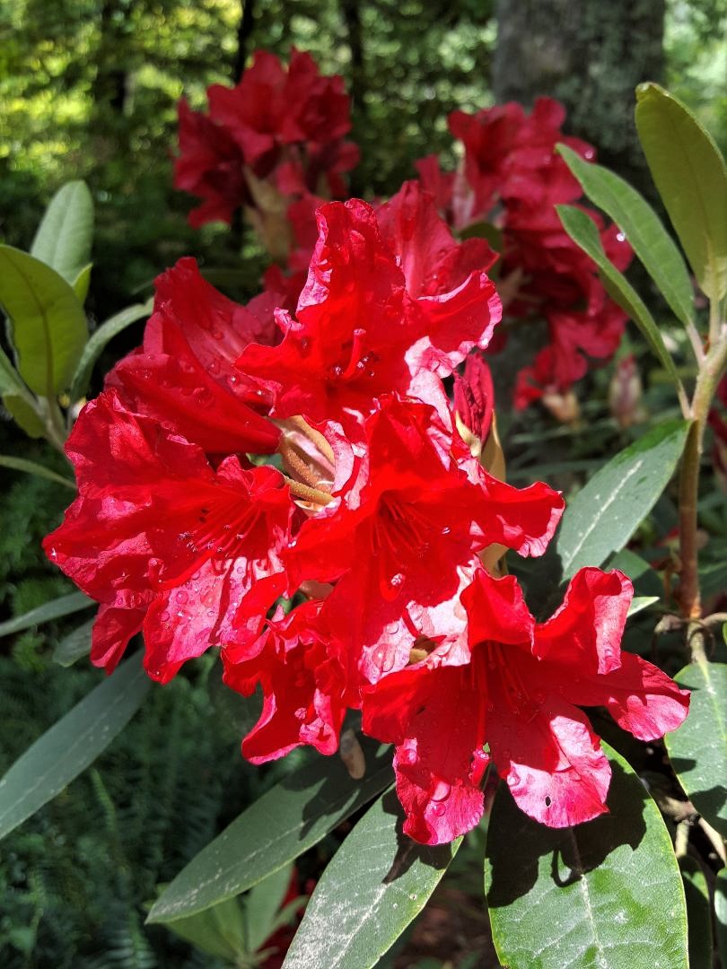 Red blooms at Gibbs Gardens