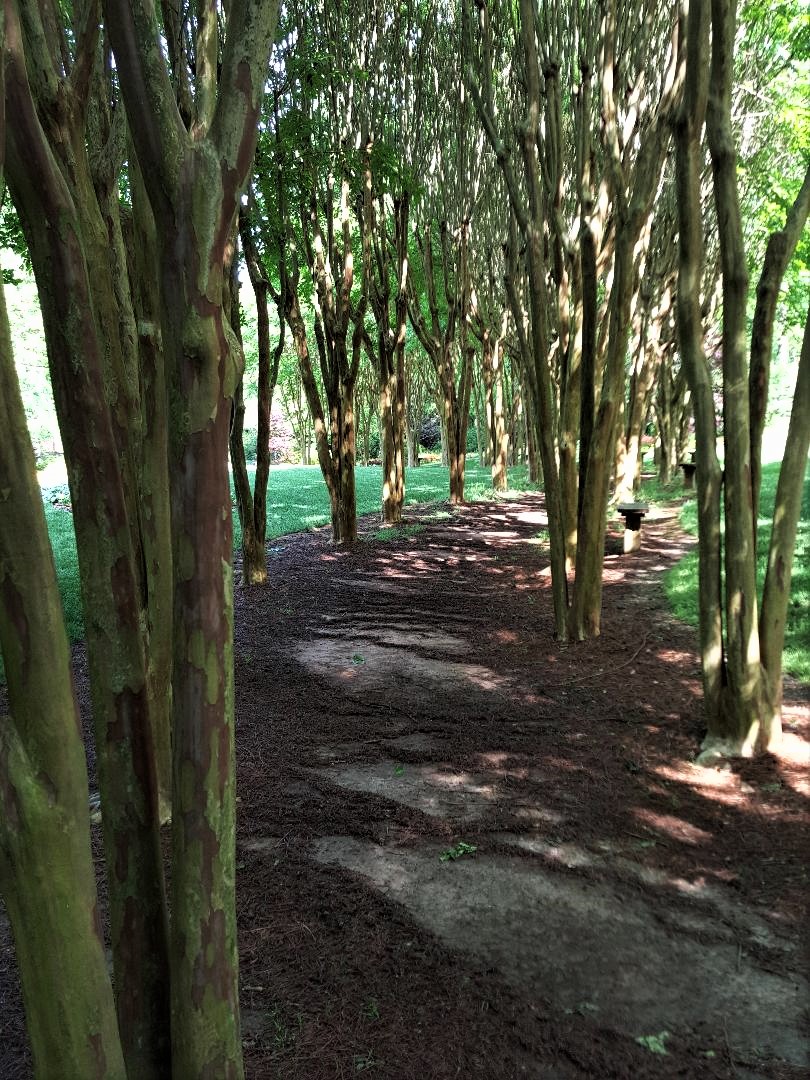Tree lined walkway at Gibbs Gardens