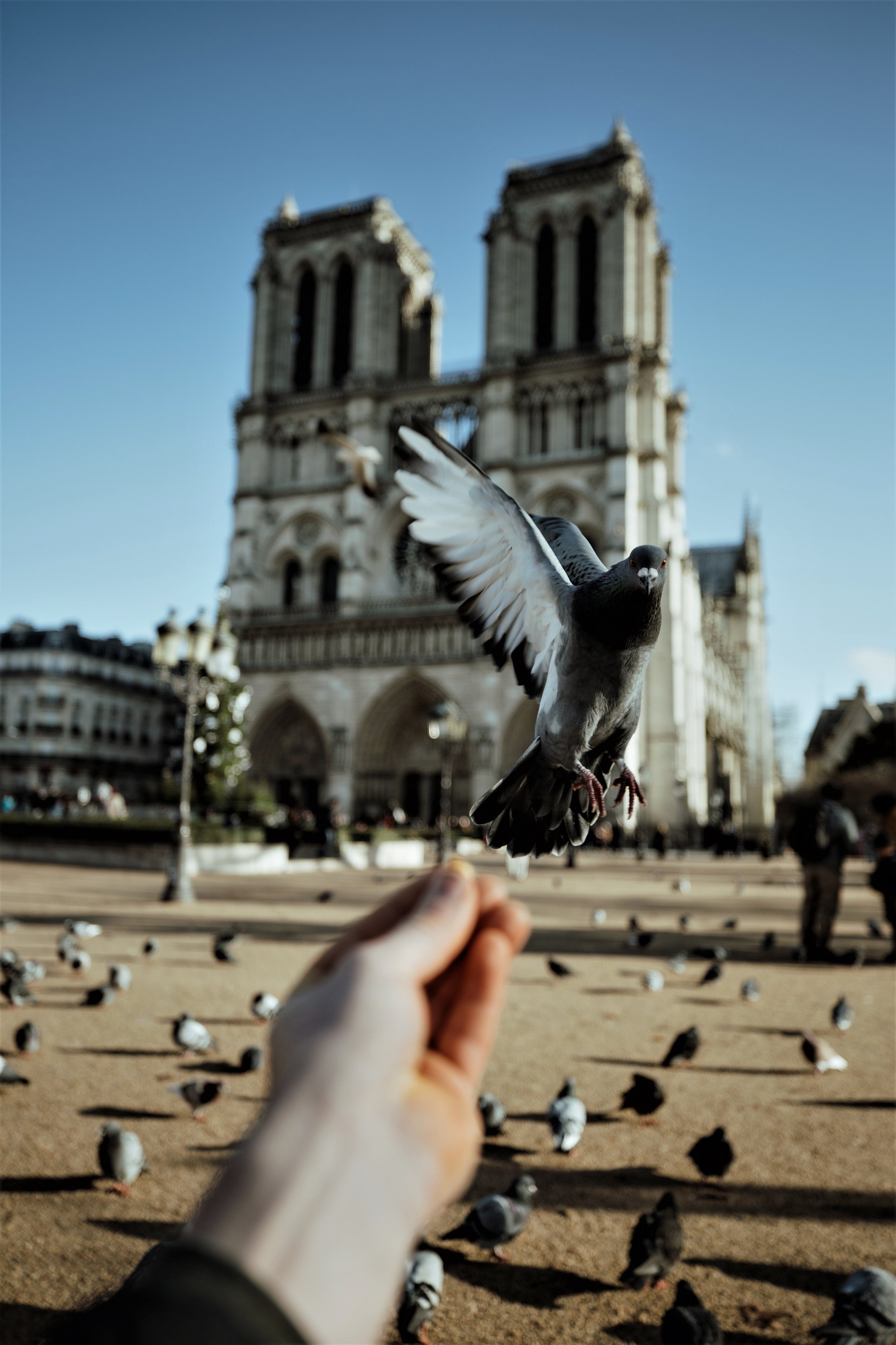 Feeding pigeons at Notre Dame in Paris, France