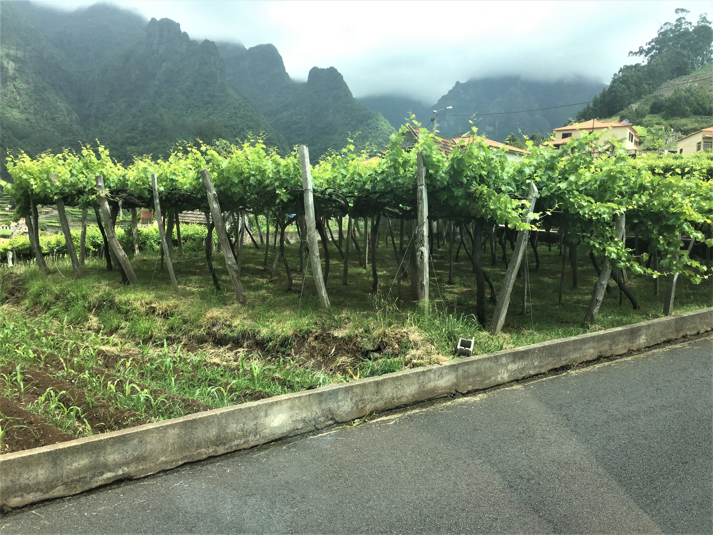 The wine grapes growing in Madeira