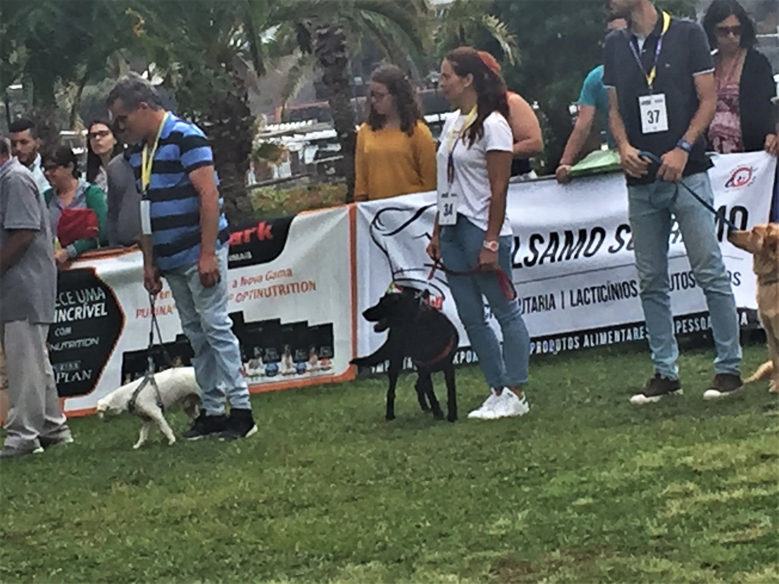 Locals parading their dogs for show in Madeira