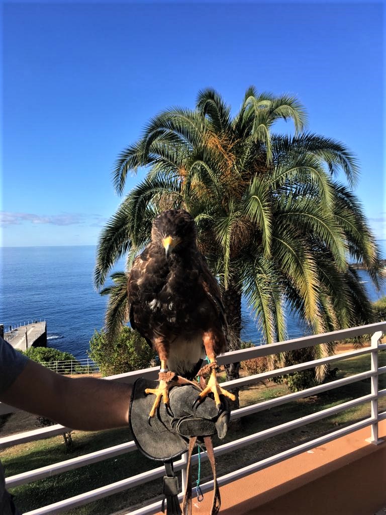 Man holding bird of prey at Pestana Resort in Madeira