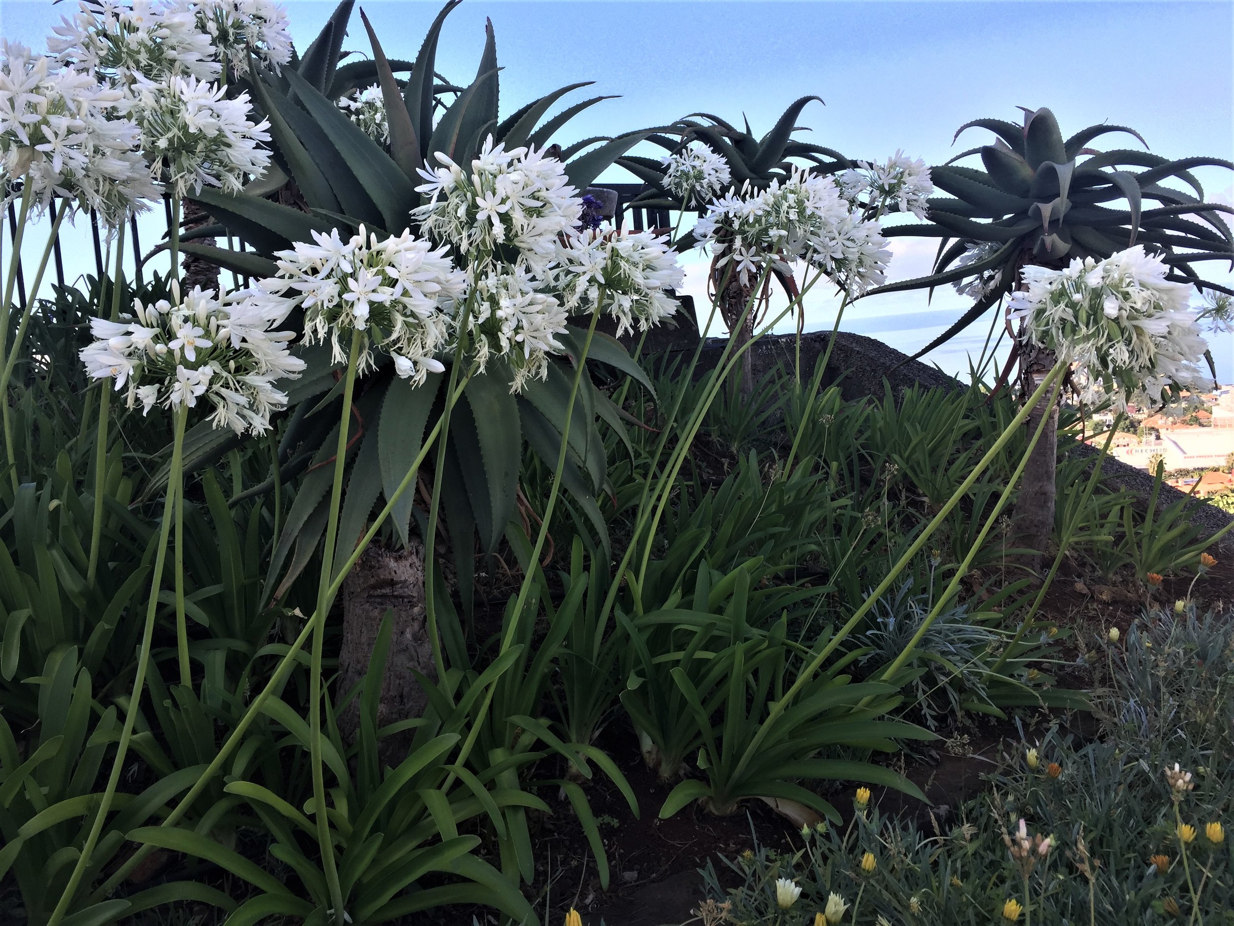 Agapanthus flowers