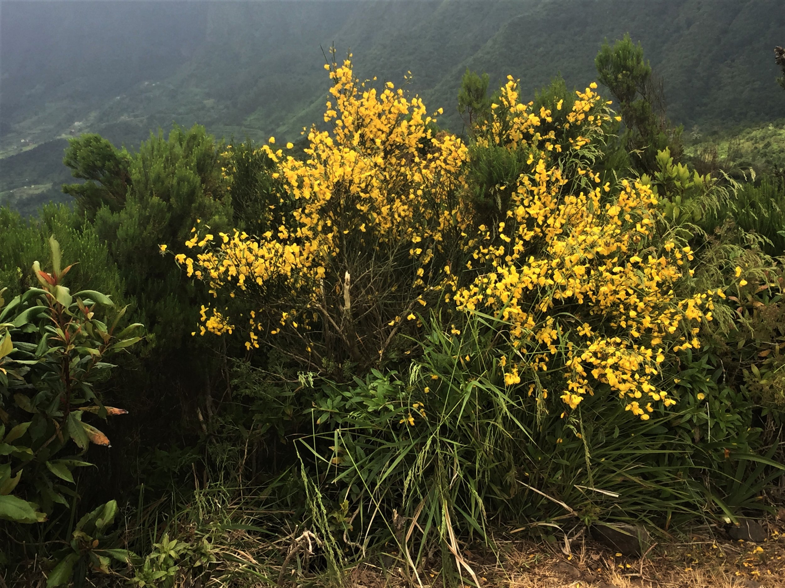 Broom flowers growing in Madeira