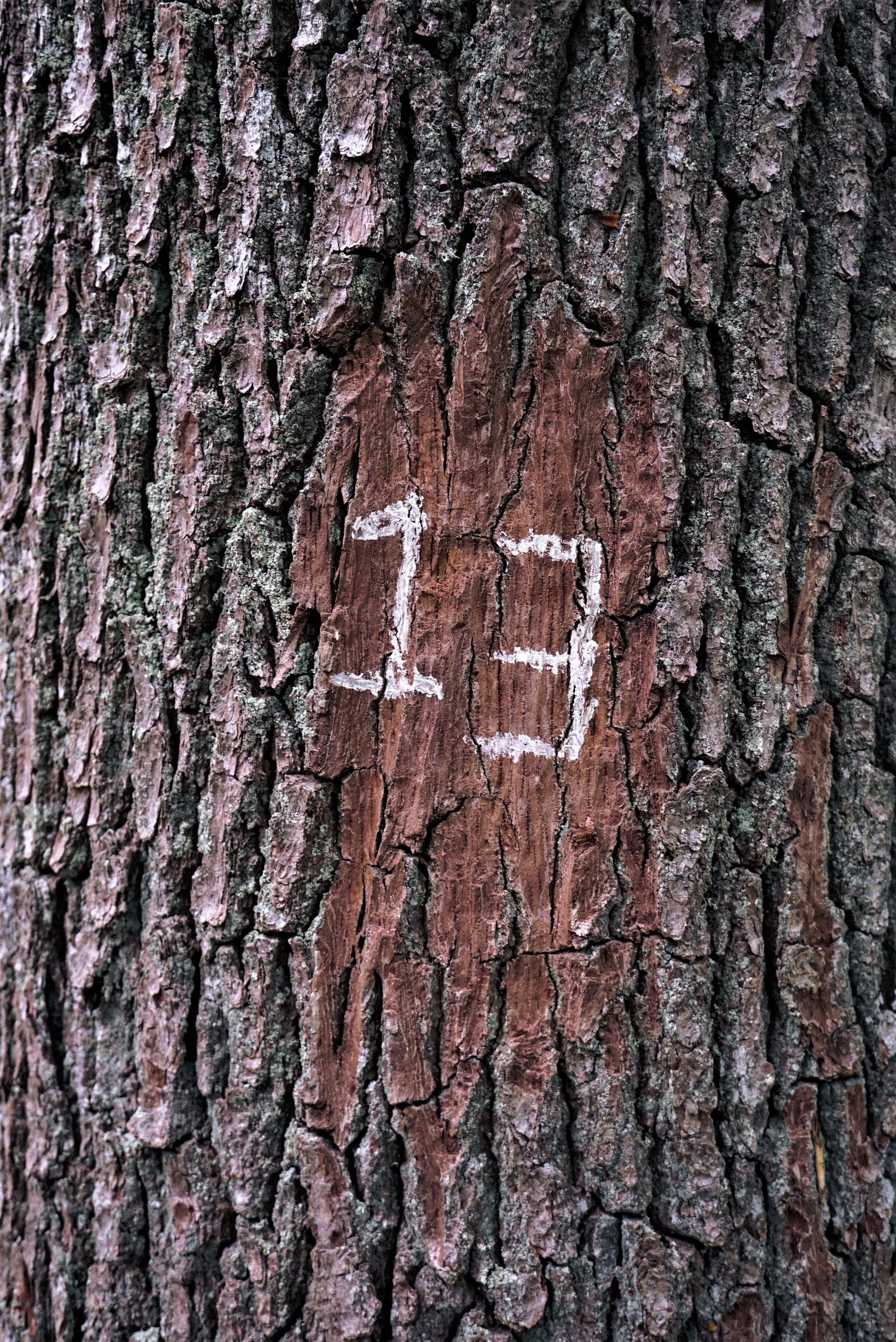 Unlucky number 13 carved into tree