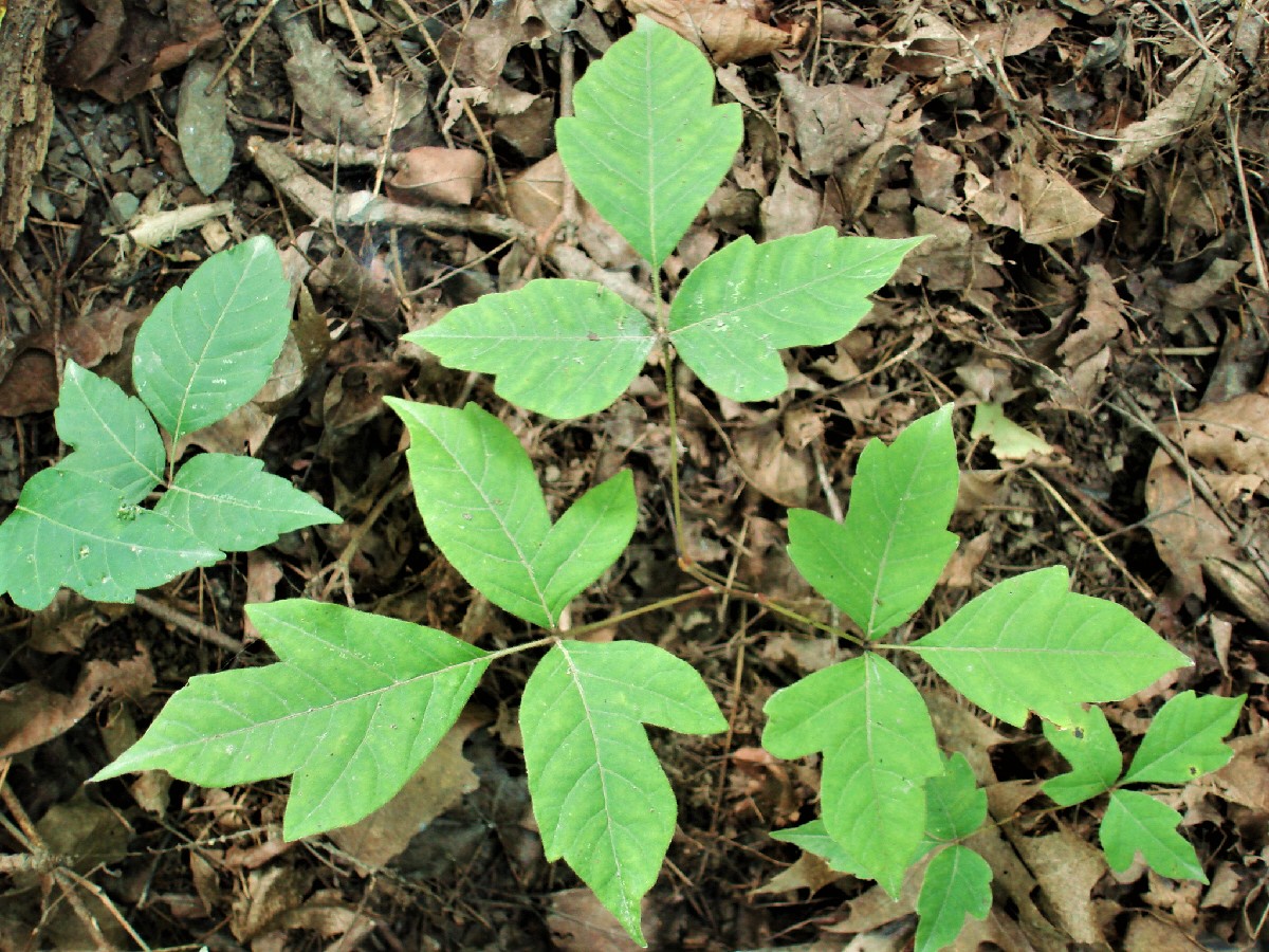 Poison Ivy leaves of 3