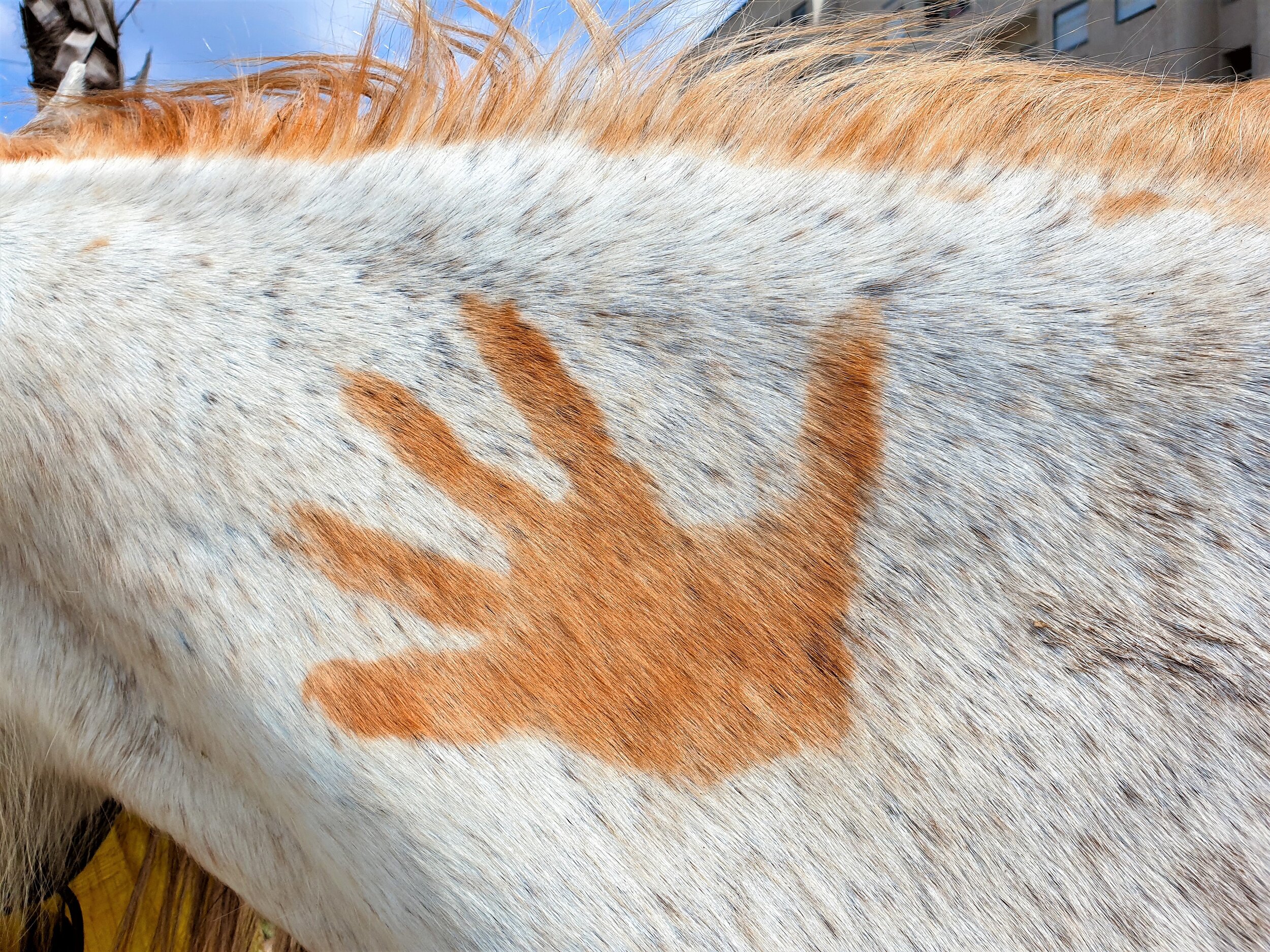 Orange hand and mane on a white horse
