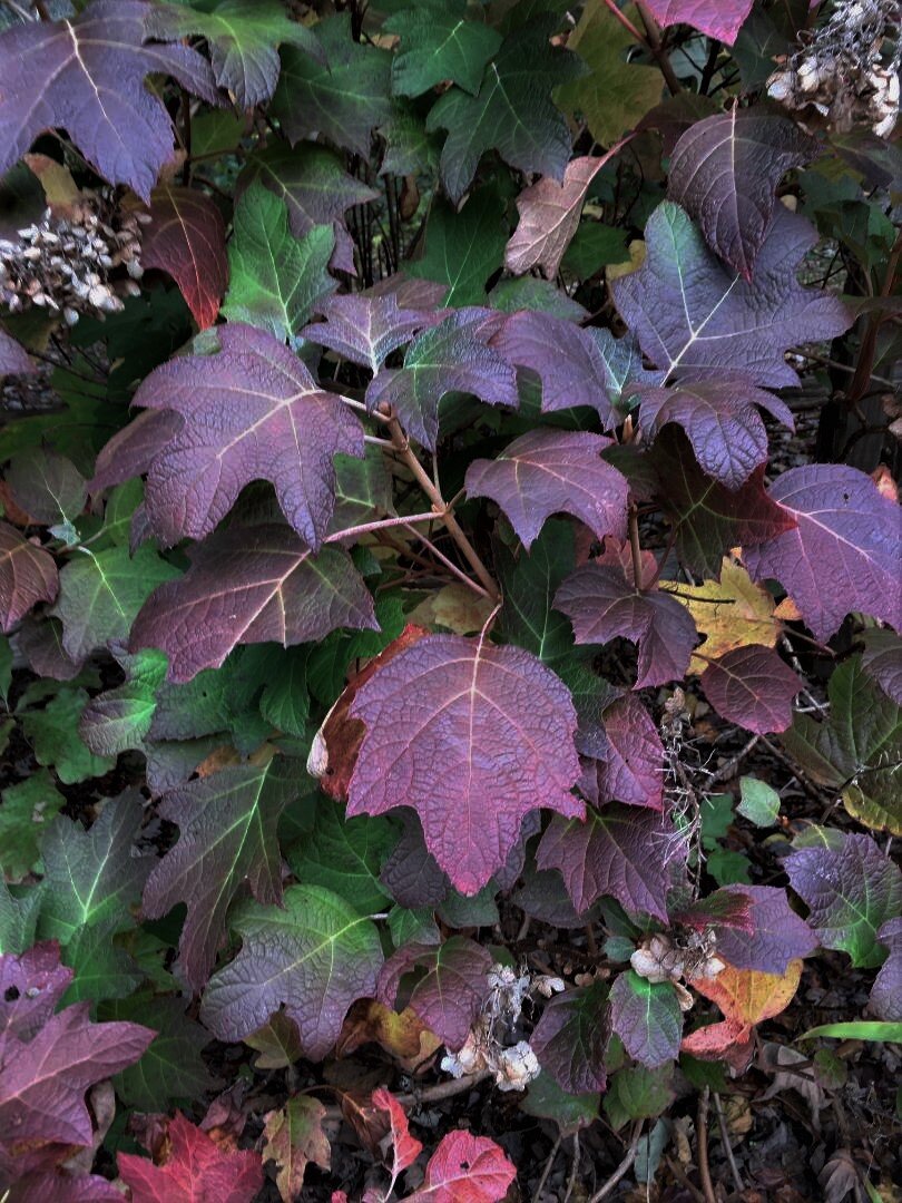 Colors of fall at Amicalola