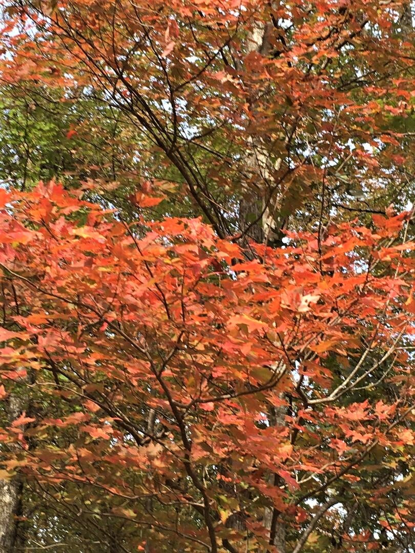 Fall color around Amicalola