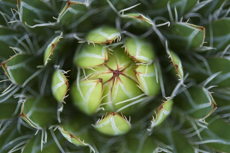 Exotic succulents in landscaping