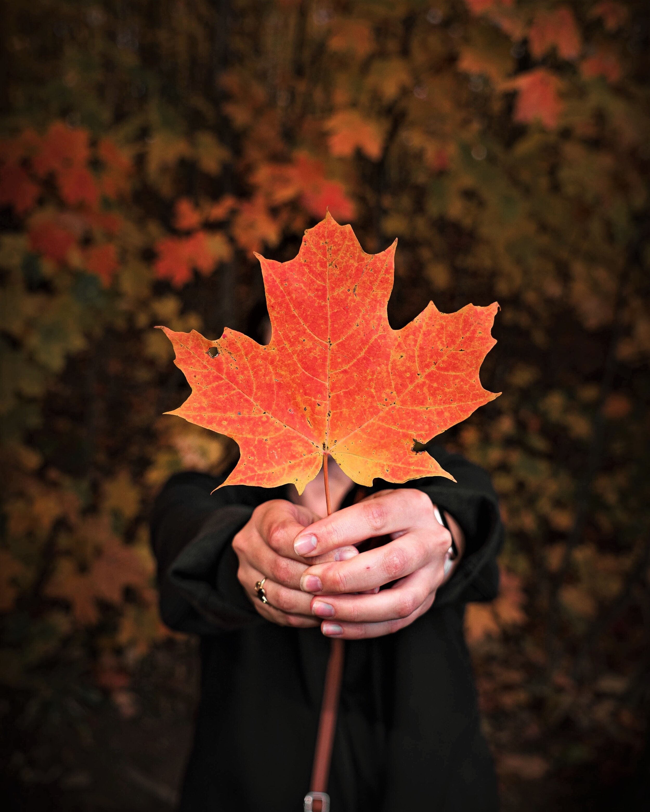 The maple leaf symbol of Canada