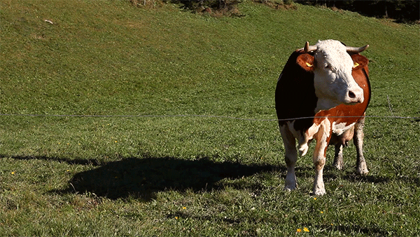 KR Steak Bar…The Bureau….it’s all about the meat