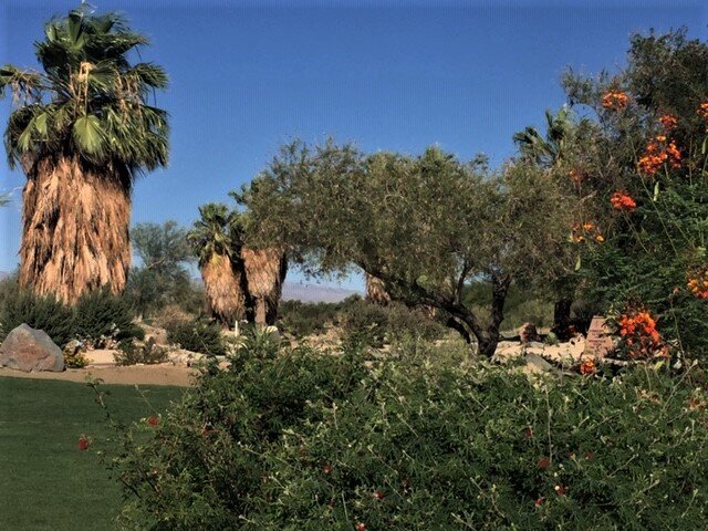 Palm Desert Landscape