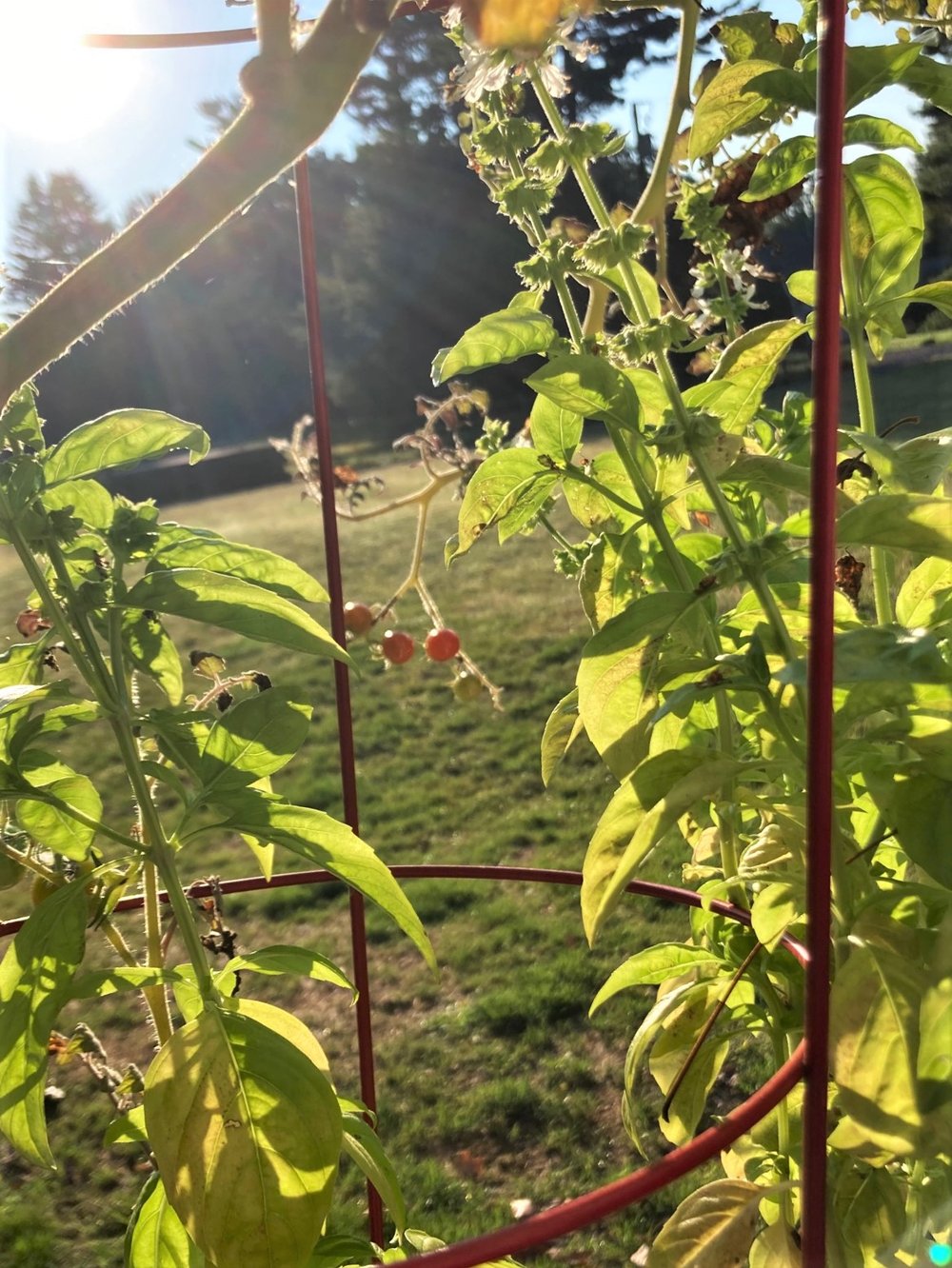 Sunrise through tomato plants