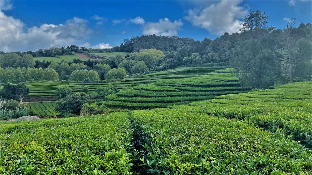 Cha Gorreana tea factory