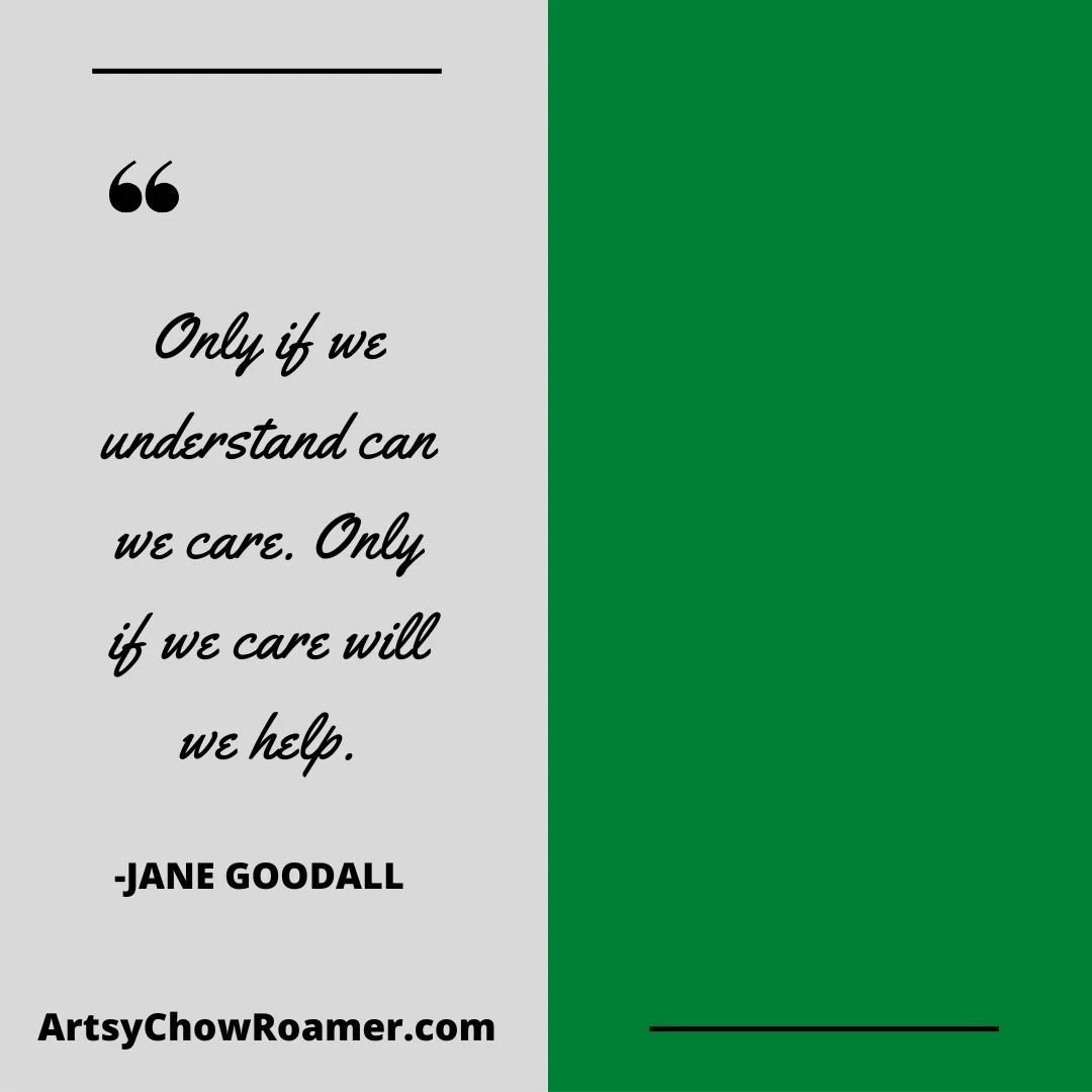 Watching little Punch try to make his way around the rest of the group without the help of a mama has been heartbreaking especially with a plush toy being his only comfort...

#artsychowroamer
#thequirkytourist
#justbecause
#japanesezoo
#punch