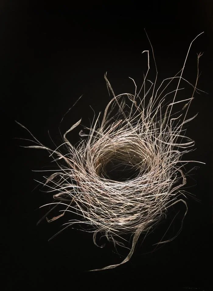 Bird Nest