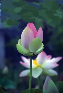 Next Octave Leadership: Discover the Gifts and Natural Authority of Feminine Power